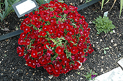 Floral Lace Crimson Pinks (Dianthus 'Floral Lace Crimson') at Stonegate Gardens
