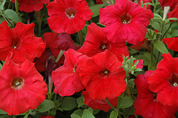 Easy Wave Red Petunia (Petunia 'Easy Wave Red') at Lakeshore Garden Centres