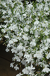 Techno White Lobelia (Lobelia erinus 'Techno White') at Stonegate Gardens