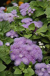 Hawaii Blue Flossflower (Ageratum 'Hawaii Blue') at Stonegate Gardens