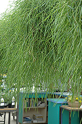 Green Twist Trailing Bamboo (Agrostis stolonifera 'Green Twist') at Stonegate Gardens