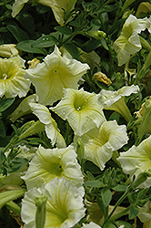 Perfectunia Yellow Petunia (Petunia 'Perfectunia Yellow') at Stonegate Gardens