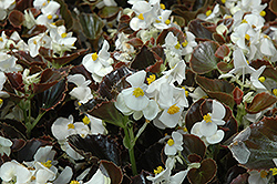 Harmony White Begonia (Begonia 'Harmony White') at Stonegate Gardens
