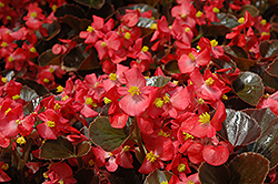 Harmony Scarlet Begonia (Begonia 'Harmony Scarlet') at Stonegate Gardens