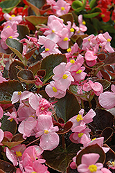 Harmony Pink Begonia (Begonia 'Harmony Pink') at Stonegate Gardens