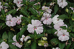 Fanfare Blush Impatiens (Impatiens 'Fanfare Blush') at Stonegate Gardens