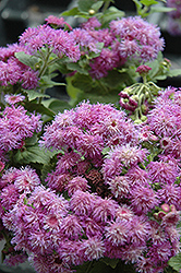 Patina Purple Flossflower (Ageratum 'Patina Purple') at Stonegate Gardens