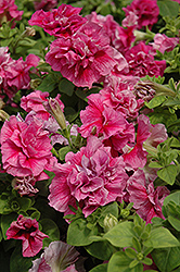 Double Madness Sheer Petunia (Petunia 'Double Madness Sheer') at Stonegate Gardens