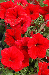 Madness Red Petunia (Petunia 'Madness Red') at Stonegate Gardens