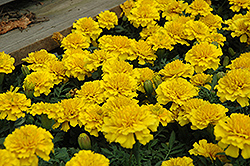 Janie Bright Yellow Marigold (Tagetes patula 'Janie Bright Yellow') at Lakeshore Garden Centres