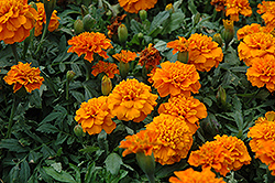Janie Deep Orange Marigold (Tagetes patula 'Janie Deep Orange') at Stonegate Gardens