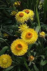 Dreamtime Jumbo Yellow Strawflower (Bracteantha bracteata 'OHB003790') at Stonegate Gardens