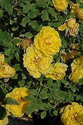 Persian Yellow Rose (Rosa 'Persian Yellow') at Stonegate Gardens
