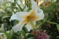 Lady Alice Lily (Lilium 'Lady Alice') at Stonegate Gardens