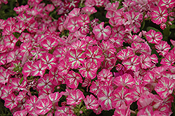 Grammy Pink and White Annual Phlox (Phlox 'Grammy Pink and White') at Stonegate Gardens