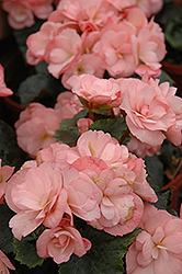 Dragone Champagne Begonia (Begonia x hiemalis 'Dragone Champagne') at A Very Successful Garden Center