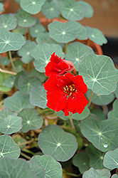 Red Wonder Nasturtium (Tropaeolum majus 'Red Wonder') at Stonegate Gardens