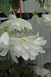 Illumination White Begonia (Begonia 'Illumination White') at Stonegate Gardens