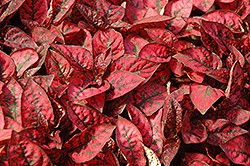 Splash Select Red Polka Dot Plant (Hypoestes phyllostachya 'PAS2344') at Stonegate Gardens