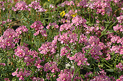 Enchanting Pink Nemesia (Nemesia 'Enchanting Pink') at Stonegate Gardens