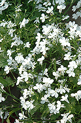 Regatta White Lobelia (Lobelia erinus 'Regatta White') at Stonegate Gardens