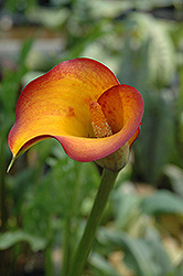 Flame Calla Lily (Zantedeschia 'Flame') at Stonegate Gardens