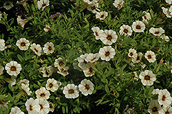 Can-Can Mocha Calibrachoa (Calibrachoa 'Can-Can Mocha') at Stonegate Gardens