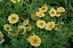 Aloha Gold Calibrachoa (Calibrachoa 'Aloha Gold') at The Mustard Seed