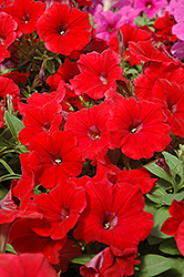 Potunia Plus Red Petunia (Petunia 'Potunia Plus Red') at Stonegate Gardens