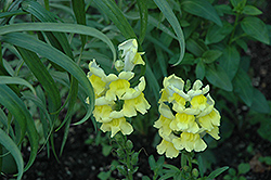 Liberty Classic Yellow Snapdragon (Antirrhinum majus 'Liberty Classic Yellow') at Stonegate Gardens