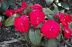 Accent Red Impatiens (Impatiens walleriana 'Accent Red') at Stonegate Gardens