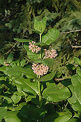 Common Milkweed (Asclepias syriaca) at Stonegate Gardens