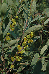 Sweet Gale (Myrica gale) at Stonegate Gardens