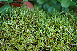 Ribbed Bog Moss (Aulacomnium palustre) at Stonegate Gardens