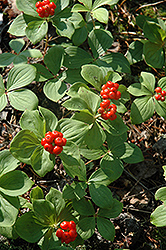 Bunchberry (Cornus canadensis) at Lakeshore Garden Centres