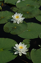Fragrant Water Lily (Nymphaea odorata) at Stonegate Gardens