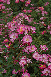Daydream Rose (Rosa 'Daydream') at Lakeshore Garden Centres