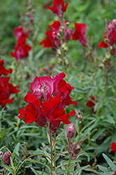 Liberty Classic Crimson Snapdragon (Antirrhinum majus 'Liberty Classic Crimson') at A Very Successful Garden Center