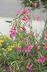 Whisper Deep Pink Flowering Tobacco (Nicotiana 'Whisper Deep Pink') at Stonegate Gardens