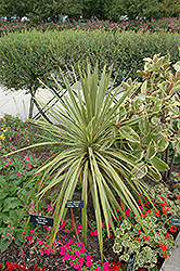 Torbay Dazzler Grass Palm (Cordyline australis 'Torbay Dazzler') at Stonegate Gardens