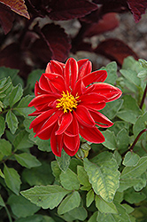 Figaro Red Shades Dahlia (Dahlia 'Figaro Red Shades') at The Mustard Seed