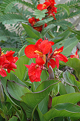 Tropical Red Canna (Canna 'Tropical Red') at Stonegate Gardens