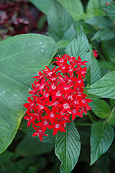 Ruby Glow Star Flower (Pentas lanceolata 'Ruby Glow') at Stonegate Gardens