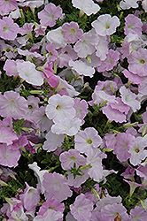 Wave Misty Lilac Petunia (Petunia 'Wave Misty Lilac') at Lakeshore Garden Centres