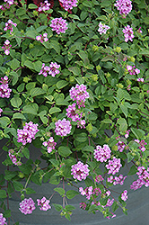 Purple Trailing Lantana (Lantana montevidensis) at Stonegate Gardens