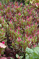 Spiky Pink Celosia (Celosia spicata 'Spiky Pink') at Stonegate Gardens