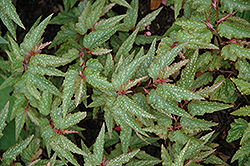 Medora Begonia (Begonia 'Medora') at Stonegate Gardens