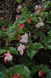 Richmond Begonia (Begonia 'Richmondensis') at Stonegate Gardens
