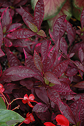 Brazilian Red Hots Alternanthera (Alternanthera dentata 'Brazilian Red Hots') at Stonegate Gardens