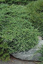 Sea Spray Juniper (Juniperus chinensis 'Sea Spray') at Stonegate Gardens